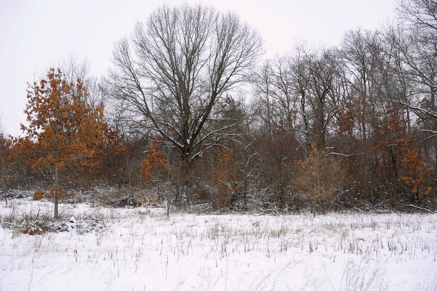 photo of the school forest in January 2023